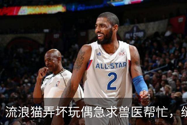 流浪猫弄坏玩偶急求兽医帮忙，缝补进行中它全程陪护，眼神满是担忧：快救救我的好朋友！